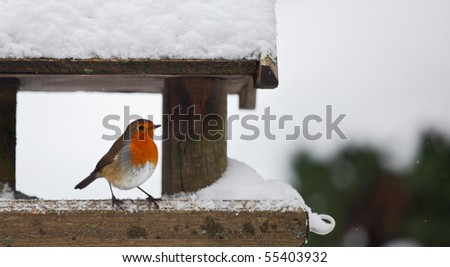 A red robin at a snow-covered bird house in winter. Photo has short depth of field and space for your text.