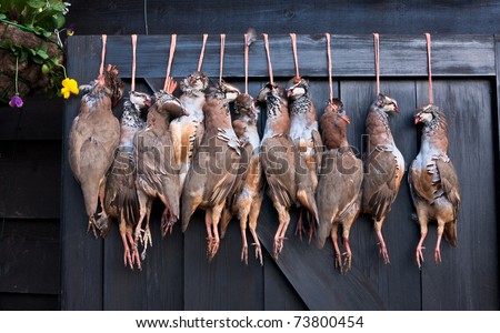 A row of pheasant carcasses hanging on a large wooden door outside the restaurant of a country pub in rural England.