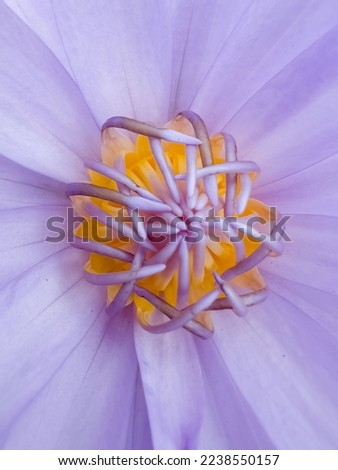 purple lotus blooming and close-up of the yellow pollen in the middle, Sensitive Focus