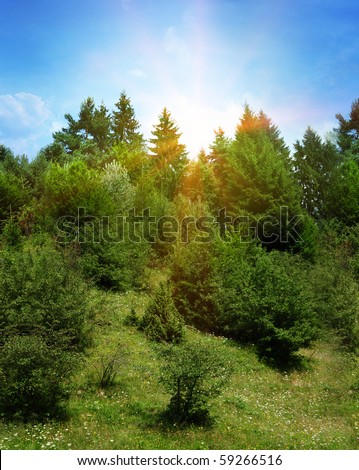 Relaxing scenery with a pine tree forest, isolated high in the mountains