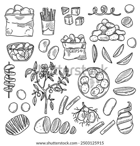 Vector set of potato products. A sketch of chips, french fries, whole potatoes. potatoes with roots. A flowering plant. Vector illustration of harvest vegetables.