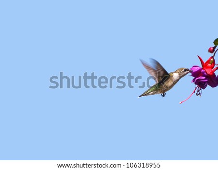 Ruby throated hummingbird female in motion drinking nectar from a fuschia flower, isolated on blue with copy space.