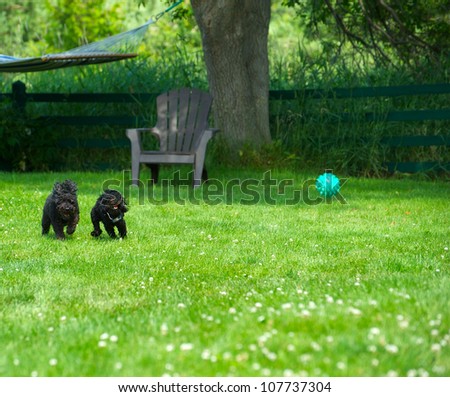 A miniature poodle and toy poodle puppy playing ball in the summer.