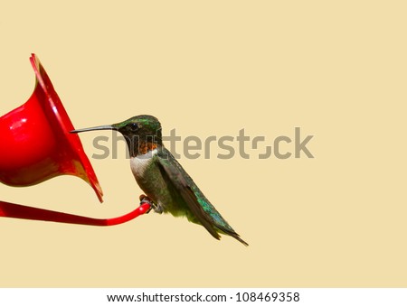 Ruby throated hummingbird  (archilochus colubris) male perched on a feeder having a drink, isolated on a neutral background.