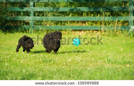 A black miniature poodle and toy poodle puppy playing ball in the summer.