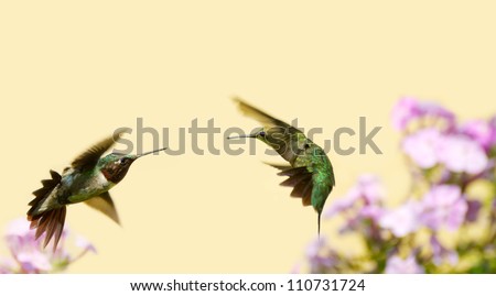 A male ruby throated hummingbird (juvenile)  (archilochus colubris) and an adult male in motion, fighting over territory.