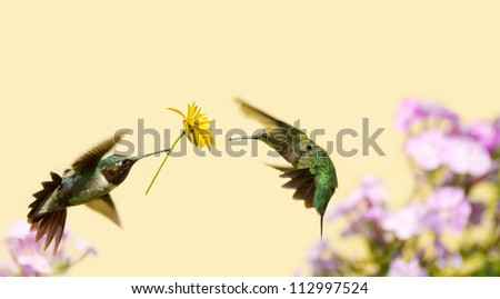 A male ruby throated hummingbird surprising a pretty female with a gift of a flower.