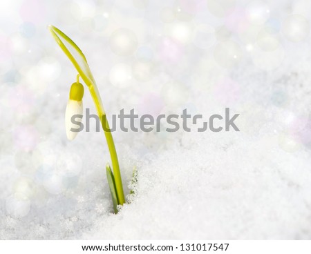 A snow drop flower peeks out of the snow in the Spring with bokeh and copy space.