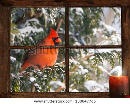 A male Northern Cardinal in the snow peeks happily into  a tiny farmhouse window with a festive candle burning on  the windowsill  on a bright sunny Christmas morning.  Part of a series.