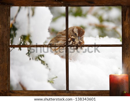 A curious sparrow perched outside in the snow in front of  tiny farm house window, looking at a pretty Christmas candle burning on the inside windowsill.   Part of a series.