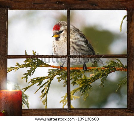 Female common redpoll perched outside in the snow in front of tiny farm house window, looking at a pretty Christmas candle burning on the inside windowsill.   Part of a series.