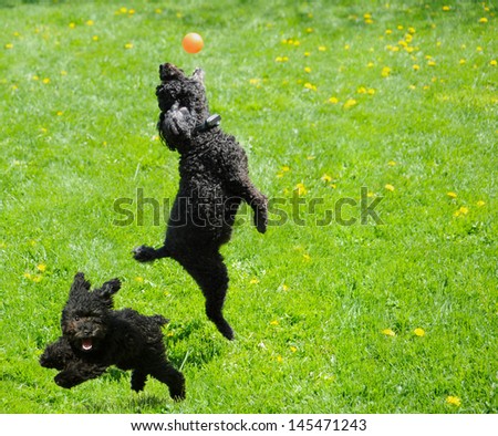 Adorable miniature poodle, and cute toy poodle puppy having a great time in the yard in the Spring after a very long winter.