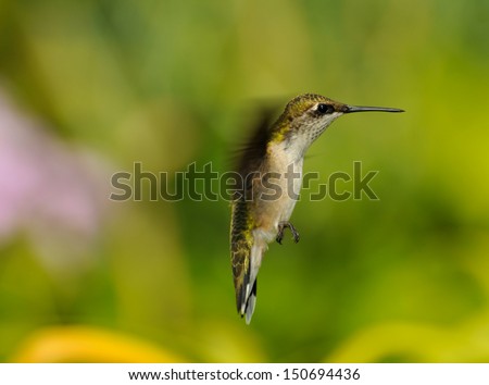 Hummingbird.  Beautiful female ruby throated hummingbird in motion in the garden.
