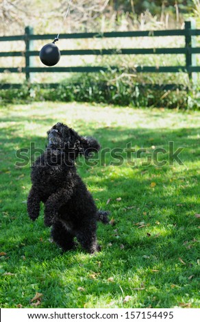 Miniature poodle playing a game of catch the balloon in his yard in the fall.