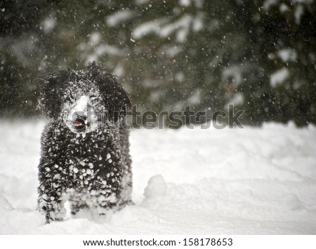 Black miniature poodle pup playing outside during a snowstorm, covered in snow,  a humorous image.  Selective focus on his face, and tongue.