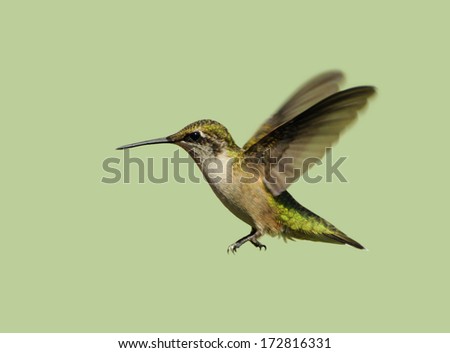Hummingbird. Beautiful female ruby throated hummingbird in motion, isolated on green.