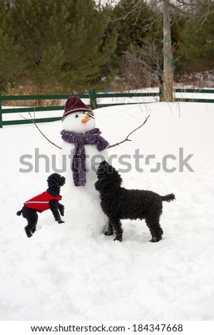 Humorous image of a toy poodle, and miniature poodle examining a chickadee perched on their snowman\'s carrot nose.