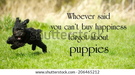 Inspirational words about happiness by an unknown author with an adorable toy poodle puppy enjoying life to the fullest, happily ripping around in the summer.