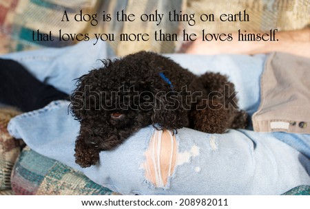 Inspirational quote on a dog's love by Josh Billings with an adorable black miniature poodle cuddled up in his companion's lap.