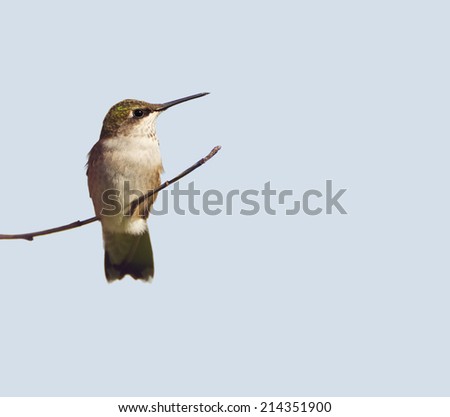 Ruby throated hummingbird, juvenile male, perched on a branch, isolated on a light colored background.