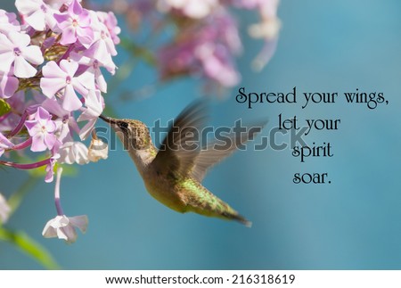 Inspirational quote on life with a beautiful ruby throated hummingbird in motion in the garden.
