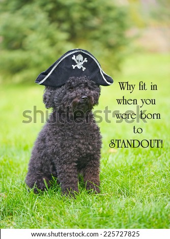 Inspirational quote on individuality by Dr. Suess with an adorable poodle wearing a pirate hat.