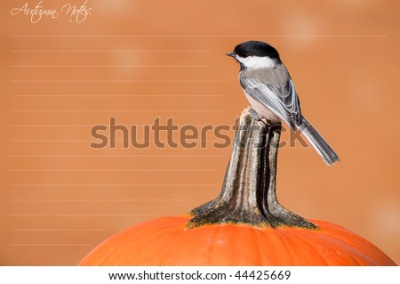Unique Autumn themed note design featuring a chickadee  perched on a pumpkin.  The original picture without text is in my portfolio.