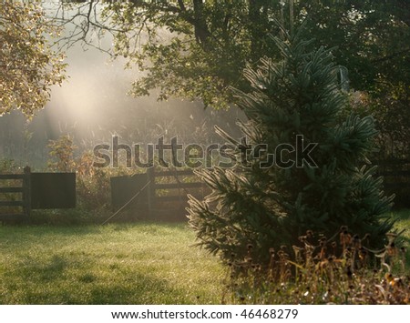Landscape. Early morning in the garden with dew and mist. Shallow depth of field.