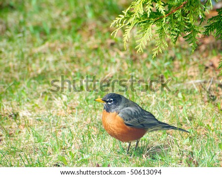 A beautiful American Robin resting on a chilly Spring morning.