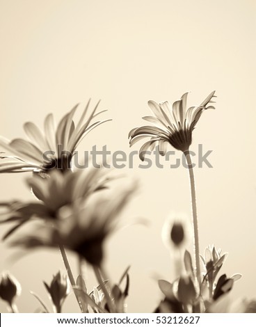 Daisy flowers background, sepia toned.