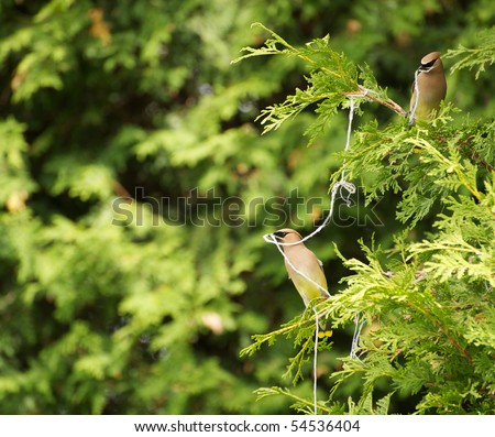 A pair of cedar waxwings working together to get a piece of string for their nest.