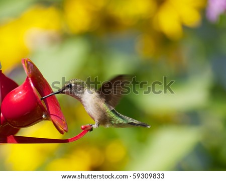 A beautiful juvenile female ruby throat hummingbird perched at a feeder surrounded by flowers.