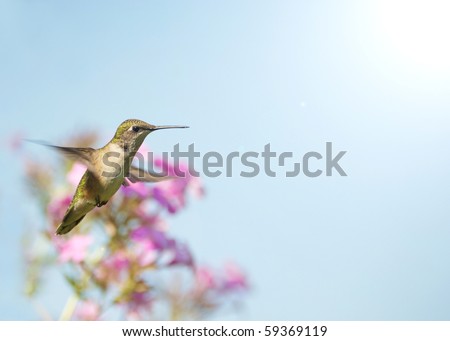 A beautiful female ruby throated hummingbird in motion in the garden.