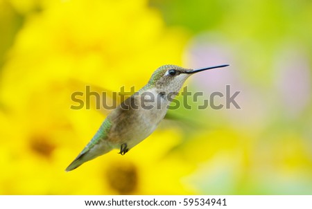 A beautiful juvenile male ruby throated hummingbird in motion in the garden in summer with copy space.