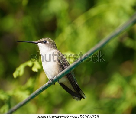 Closeup image of a beautiful juvenile male ruby throat hummingbird perched on a clothesline in the sun.
