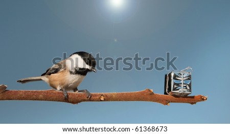 A beautiful chickadee finds a shiny present left on a branch for him.
