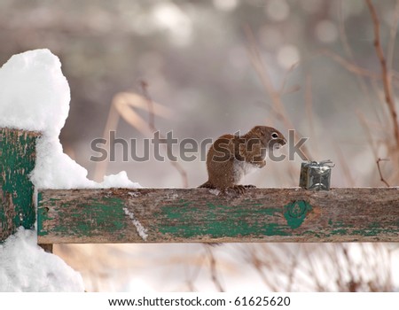 A little squirrel shivers in the wind on a fence on a cold snowy winter day but seems happy to find a shiny Christmas present left for him.