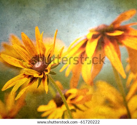 Brown eyed Susan flowers in the sunshine antiqued on texture.