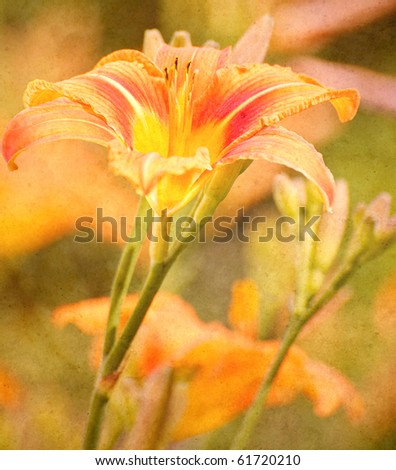 Orange lily in the sunshine antiqued on texture with copy space.