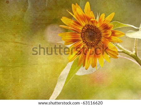 Sunflower in the sunshine  with copy space.  Grunge textured.