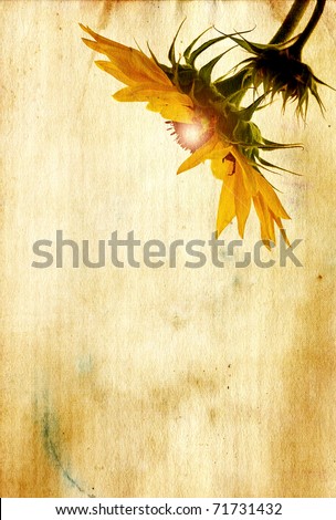 Grunge textured sunflower head with glowing center on antique paper background with copy space.