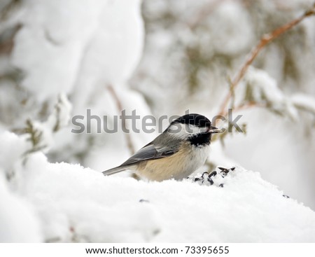 Bird, Chickadee with a sunflower seed in the snow on a bleak winter day.