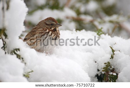 Bird, Song sparrow perched on a cedar hedge after a freak Spring snow storm with copy space.