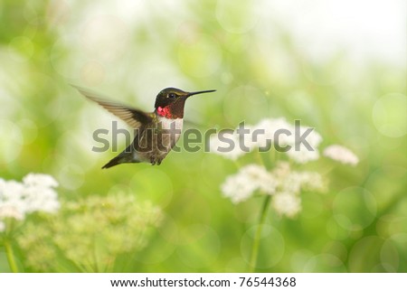 Ruby throated hummingbird, male,  in motion surrounded by flowers showing his brilliant red throat, with bokeh background.