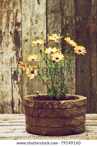 African Daisies in a clay vase on a wooden backdrop in the summer with copy space.