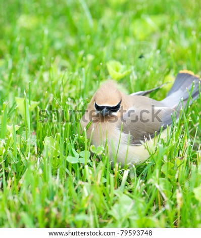 Cedar Waxwing sitting in the grass in the summer with copy space.