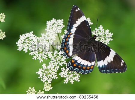 White admiral butterfly on a flowering gout weed plant with copy space.