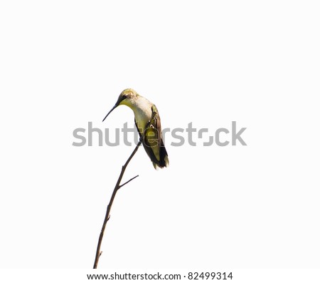 Ruby throated hummingbird perched on a branch isolated on white.