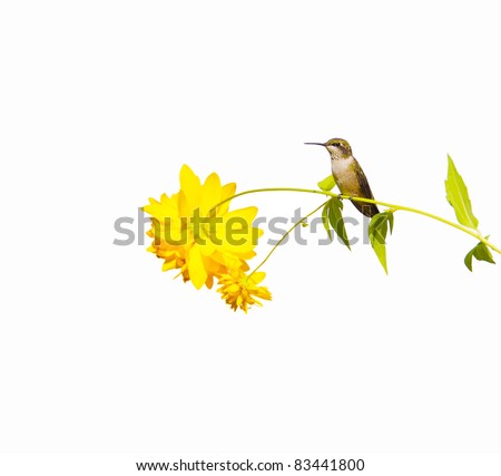 Ruby throated hummingbird, juvenile male, taking a rest on a flower stem isolated on white with copy space.