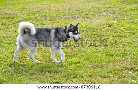 Rare breed miniature Siberian husky enjoying the freedom and exercise at a dog park on a sunny autumn afternoon.